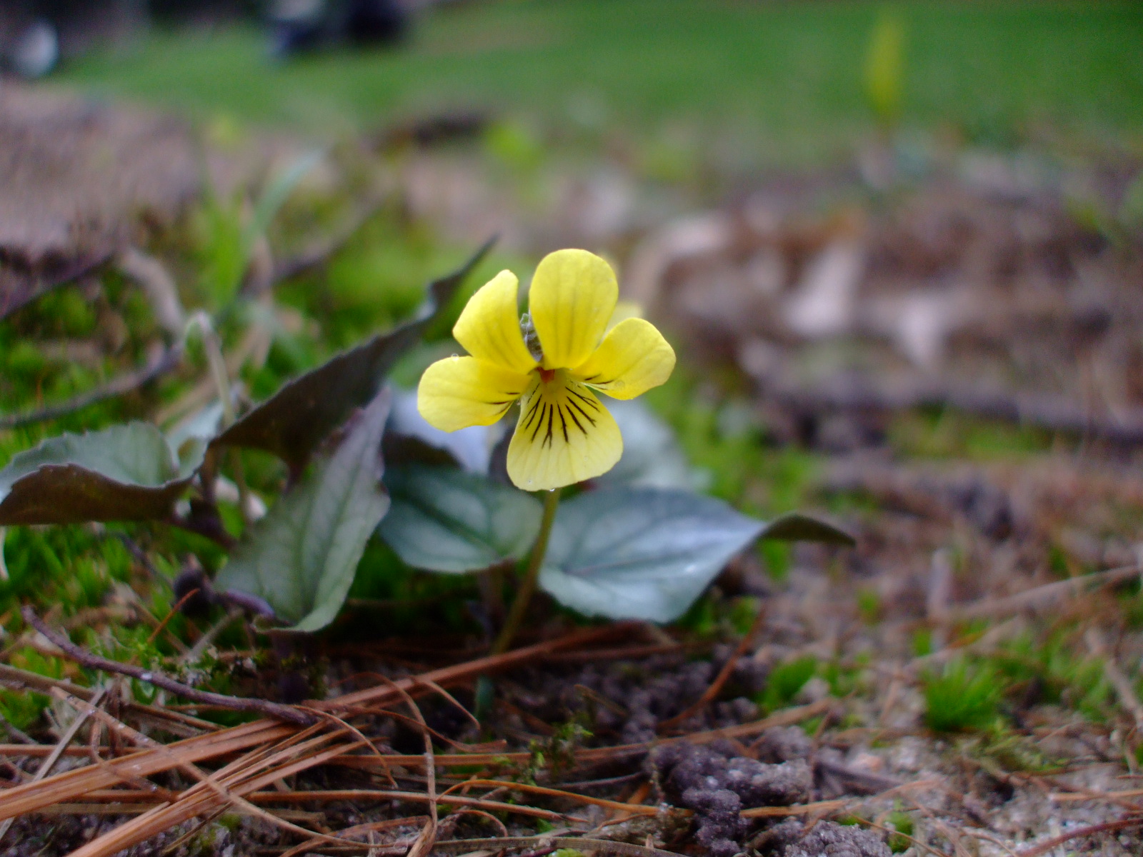 Viola hastata